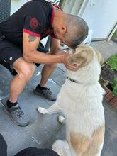 QUEENY, Hund, Mastin del Pirineos in Usingen - Bild 3