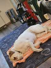 QUEENY, Hund, Mastin del Pirineos in Usingen - Bild 4