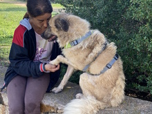 ROVO, Hund, Mischlingshund in Italien - Bild 16