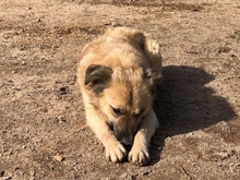 ROVO, Hund, Mischlingshund in Italien - Bild 4