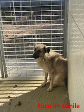 ROVO, Hund, Mischlingshund in Düsseldorf - Bild 31