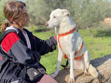 NELE, Hund, Mischlingshund in Italien - Bild 10