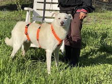 NELE, Hund, Mischlingshund in Italien - Bild 2