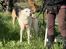 NELE, Hund, Mischlingshund in Italien - Bild 3