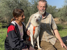 NELE, Hund, Mischlingshund in Italien - Bild 8