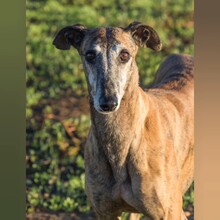 VENTOLERA, Hund, Galgo Español in Spanien - Bild 1