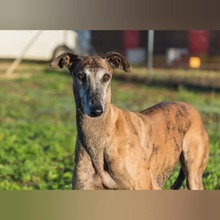 VENTOLERA, Hund, Galgo Español in Spanien - Bild 2