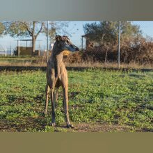 VENTOLERA, Hund, Galgo Español in Spanien - Bild 3