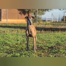 VENTOLERA, Hund, Galgo Español in Spanien - Bild 4