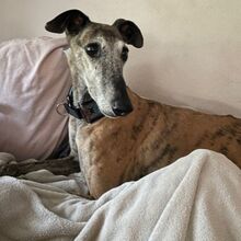 VENTOLERA, Hund, Galgo Español in Saerbeck