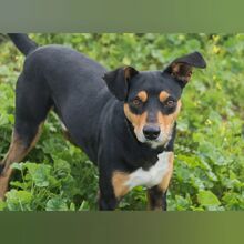 ALADIN, Hund, Ratonero Mallorquín-Mix in Spanien - Bild 1