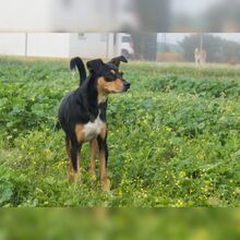 ALADIN, Hund, Ratonero Mallorquín-Mix in Spanien - Bild 2