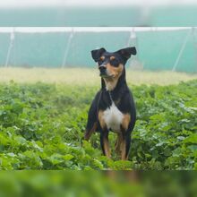 ALADIN, Hund, Ratonero Mallorquín-Mix in Spanien - Bild 3