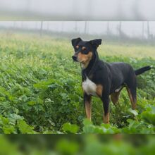 ALADIN, Hund, Ratonero Mallorquín-Mix in Spanien - Bild 4