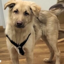 CODY, Hund, Mischlingshund in Frankfurt - Bild 1