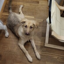 CODY, Hund, Mischlingshund in Frankfurt - Bild 3