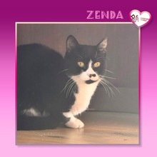ZENDA, Katze, Hauskatze in Bulgarien