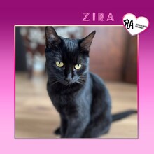 ZIRA, Katze, Hauskatze in Bulgarien