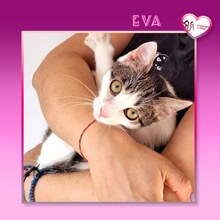 EVA, Katze, Hauskatze in Bulgarien