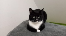 SÖCKCHEN, Katze, Europäisch Kurzhaar in Grefrath