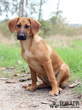 MARTA, Hund, Mischlingshund in Slowakische Republik