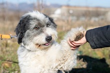 BELLA, Hund, Mischlingshund in Rumänien - Bild 2