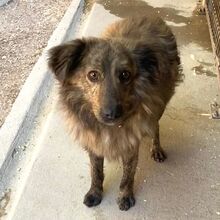 BOIKO, Hund, Mischlingshund in Ungarn - Bild 1