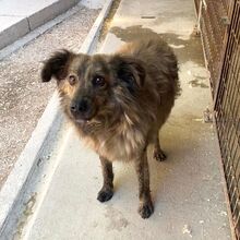 BOIKO, Hund, Mischlingshund in Ungarn - Bild 2