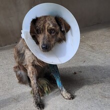 BOIKO, Hund, Mischlingshund in Ungarn - Bild 4