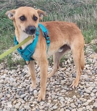 BOND, Hund, Mischlingshund in Rumänien
