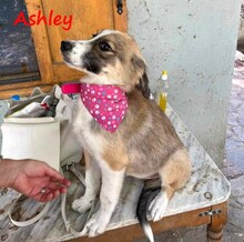 ASHLEY, Hund, Mischlingshund in Griechenland - Bild 4