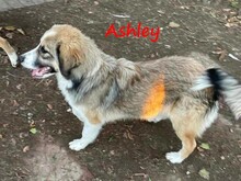 ASHLEY, Hund, Mischlingshund in Griechenland - Bild 5