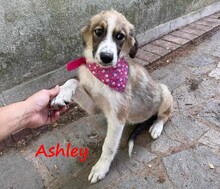 ASHLEY, Hund, Mischlingshund in Griechenland - Bild 7