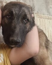 HEKTOR, Hund, Mischlingshund in Kroatien