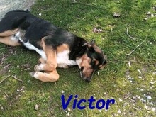 VICTOR, Hund, Mischlingshund in Griechenland - Bild 11