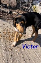 VICTOR, Hund, Mischlingshund in Griechenland - Bild 13