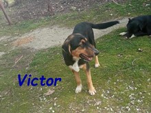 VICTOR, Hund, Mischlingshund in Griechenland - Bild 14