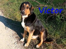 VICTOR, Hund, Mischlingshund in Griechenland - Bild 3