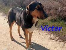 VICTOR, Hund, Mischlingshund in Griechenland - Bild 4