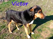 VICTOR, Hund, Mischlingshund in Griechenland - Bild 7