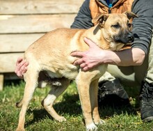 FLINKY, Hund, Mischlingshund in Ungarn - Bild 14