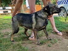 TUTTI, Hund, Mischlingshund in Ungarn - Bild 5