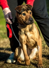 DUBAI, Hund, Shar Pei-Deutscher Schäferhund-Mix in Ungarn - Bild 1