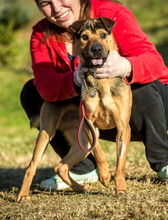 DUBAI, Hund, Shar Pei-Deutscher Schäferhund-Mix in Ungarn - Bild 2