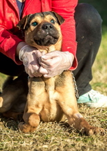 DUBAI, Hund, Shar Pei-Deutscher Schäferhund-Mix in Ungarn - Bild 3