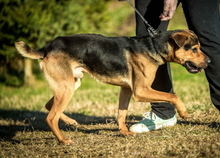 DUBAI, Hund, Shar Pei-Deutscher Schäferhund-Mix in Ungarn - Bild 4