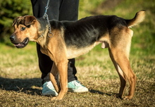 DUBAI, Hund, Shar Pei-Deutscher Schäferhund-Mix in Ungarn - Bild 5