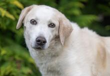 ROMUALDO, Hund, Maremma Abruzzenhund in Werne - Bild 1