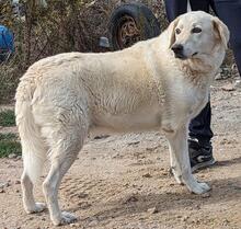 ROMUALDO, Hund, Maremma Abruzzenhund in Werne - Bild 10