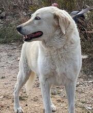 ROMUALDO, Hund, Maremma Abruzzenhund in Werne - Bild 11